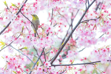 桜メジロ横向き
