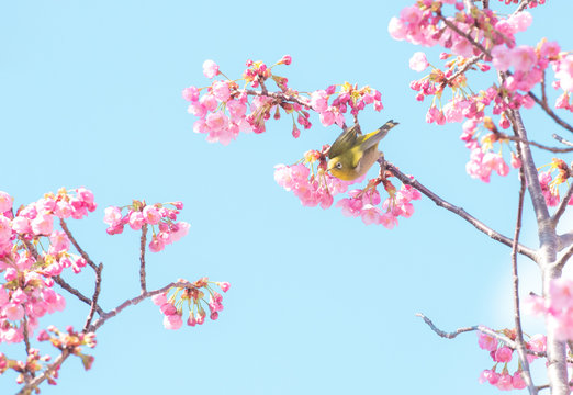 桜メジロ飛ぶ © 孝仁 古武