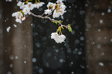 雪降る中の桜