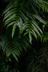 Fototapeta na wymiar ferns in forest