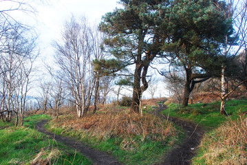 Road through the Forest