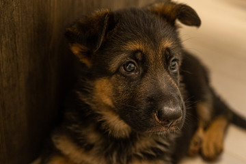 My new family member German shepherd puppy called Six