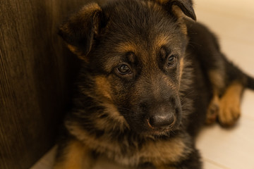My new family member German shepherd puppy called Six