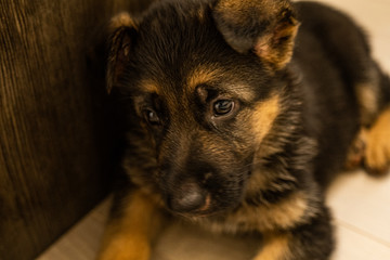 My new family member German shepherd puppy called Six