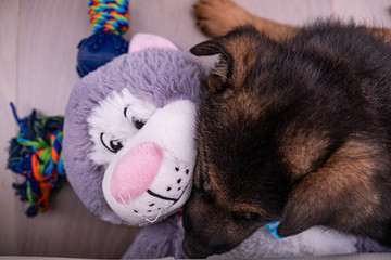 My new family member German shepherd puppy called Six