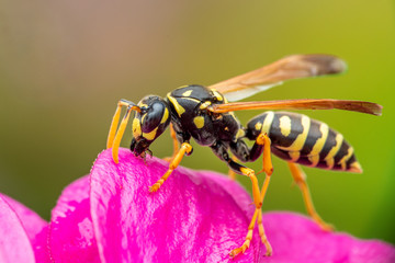 Closeup of an insect in the garden