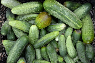 Freshly harvested cucumbers lie in a plastic box.