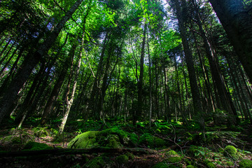 Forest Tree Nature Outdoor Jungle