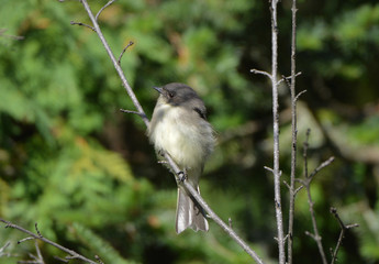 Eastern Phoebe