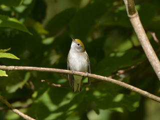 Chestnut Sided Warbler