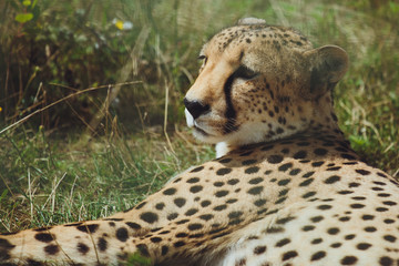 Beautiful cheetah lies on a background of green grass