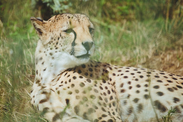 Naklejka na ściany i meble Beautiful cheetah lies on a background of green grass