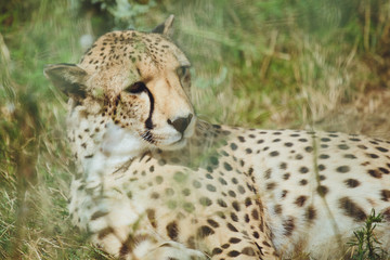 Beautiful cheetah lies on a background of green grass