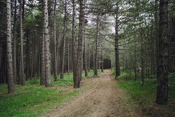 Fototapeta premium Path In A Pinewood