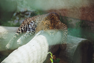 Fototapeta na wymiar Beautiful leopard lies in nature close-up