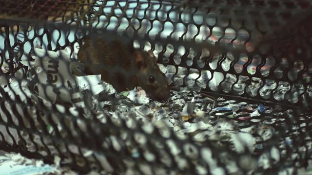 Rat caught in a mousetrap