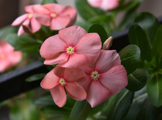Light Pink Colored Cape Periwinkle