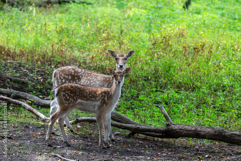 Sticker The fallow deer (Dama dama) is native species to Europe.Fallow deer  has a great variability of color from very dark to white