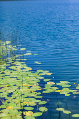 green plant leaves above water on lake edge