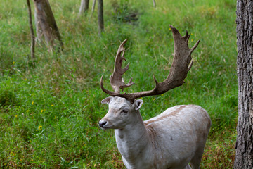 Naklejka na ściany i meble The fallow deer (Dama dama) is native species to Europe.Fallow deer has a great variability of color from very dark to white