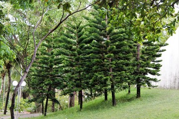 apple orchard in spring