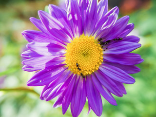 Obraz premium the ants work on the blue Daisy, Aster closeup
