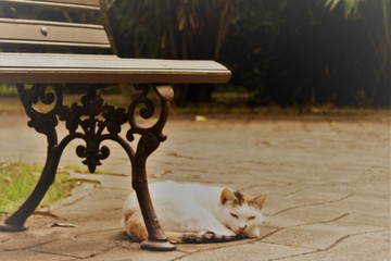 cat on bench