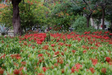 red flowers in the garden