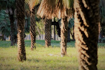 trees in park