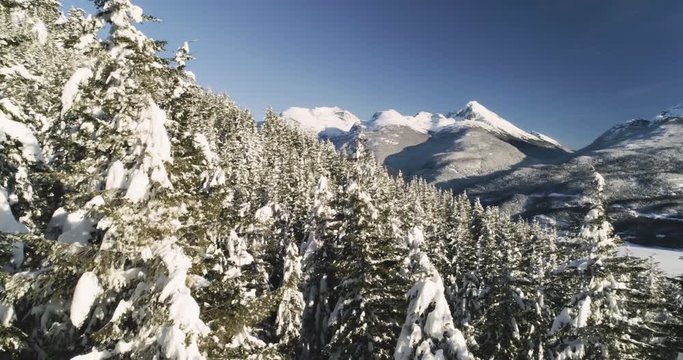 snow covered trees and sunset at a ski resort 