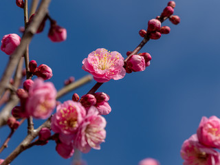 ピンクの梅