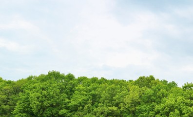 Obraz premium 春 森 空 杤木 風景