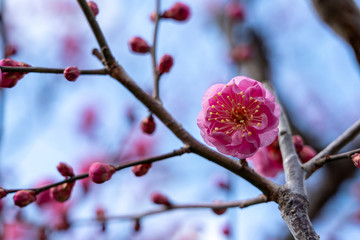 ピンクの梅