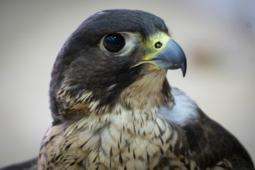 Falcons used in the ancient art or sport for the elite of Arabic countries.