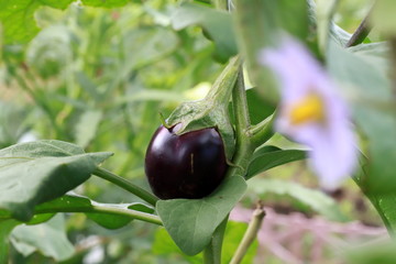 A round shape eggplant