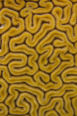 Naklejka premium Closeup of Grooved Brain Coral Pattern