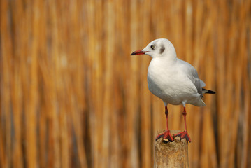 seagull on the beach in the bamboo background