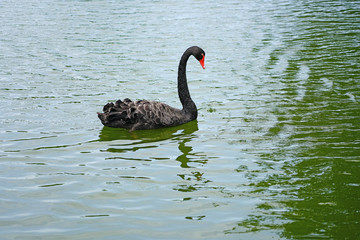 A black swan on a lake in Xiamen, China
