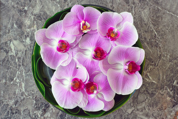 Obraz na płótnie Canvas Colorful pink floral arrangement with orchid flowers