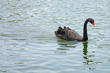 A black swan on a lake in Xiamen, China