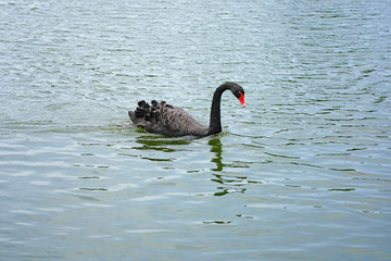 A black swan on a lake in Xiamen, China