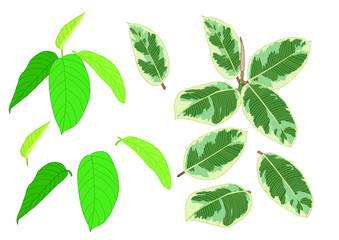 Green Leaves fresh abstract isolated on white background illustration vector