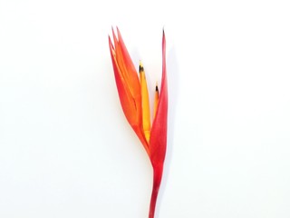 Heliconia flower isolated on white background with space for your work