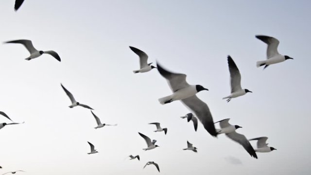 Aves al vuelo