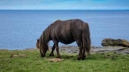 Naklejka premium Wild horse in the Burren, County Clare Ireland by the sea