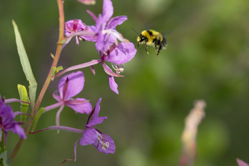Bombus genus bumble bee feeding on fireweed flowers in interior Alaska, Denali Highway area.