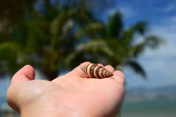 Seashell in the palm of your hand.