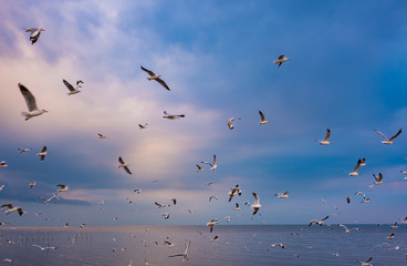 Seagulls , Seagull birds Flying, seagull in the sky,  C