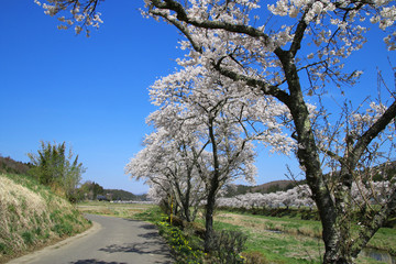 Obraz premium 夏井川の千本桜（福島県・小野町）