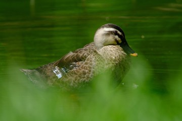 duck on pond